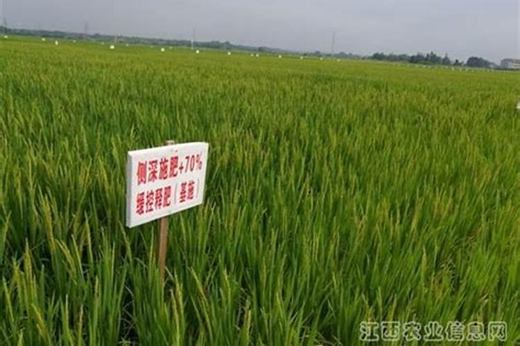香蕉的施肥方法有哪些？