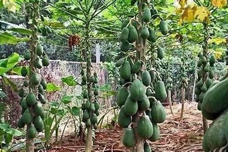青枣什么时候开花 一般什么季节开放