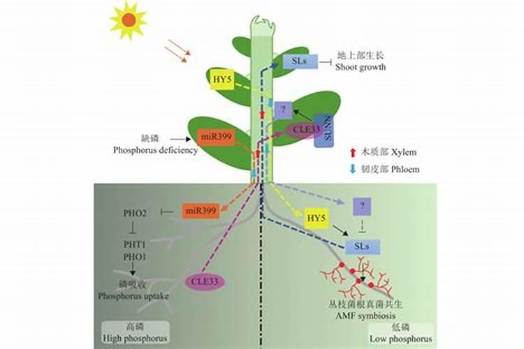 什么植物不能用磷酸二氢钾？