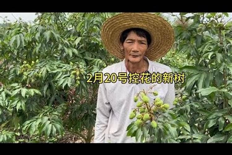 荔枝专用叶面肥什么好
