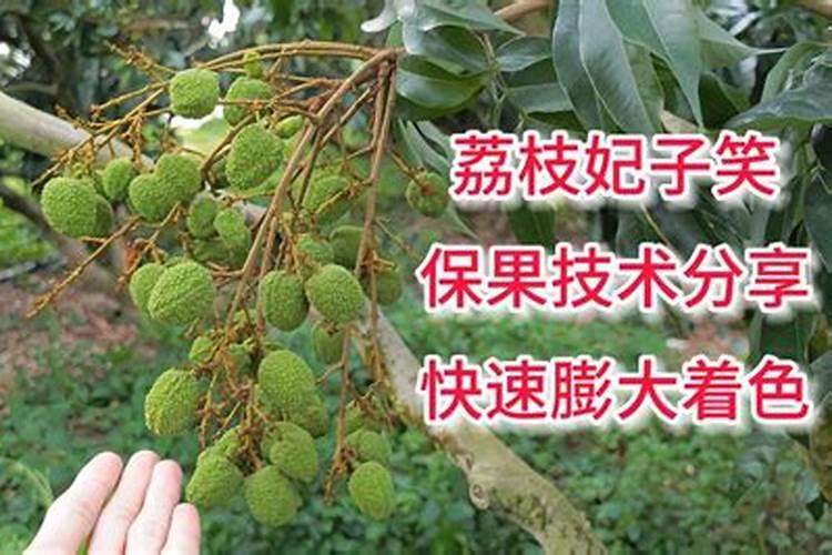 我想问问荔枝专用叶面肥什么好