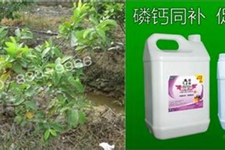 橄榄树喷什么叶面肥？