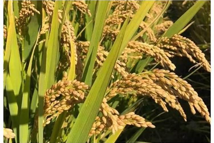 生石花夏天断水么
