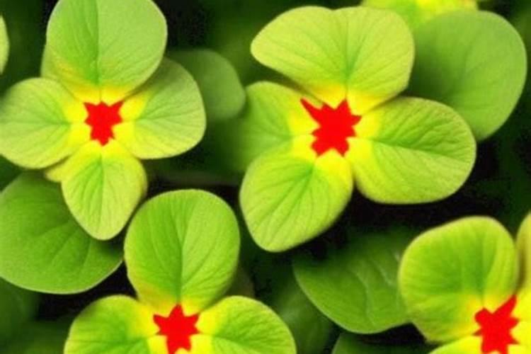 凤仙花开花期间能施肥吗