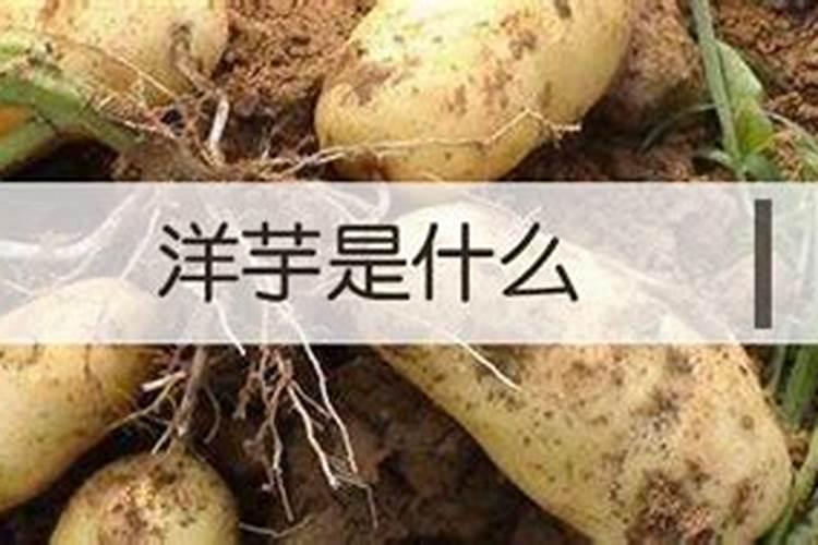 挖洋芋前打什么农药最好？