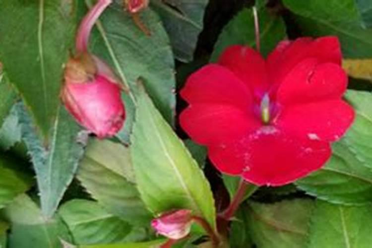 凤仙花开花期间能施肥吗