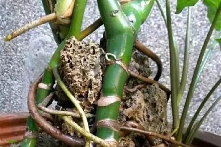 玫瑰花百分百的生根方法