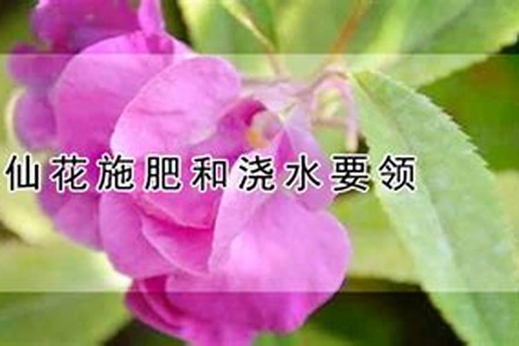 凤仙花的种植方法