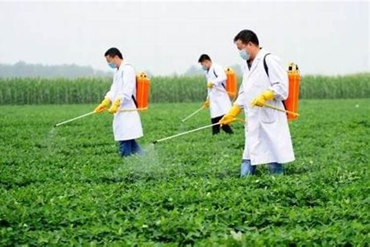 大豆田里有笔头草用什么除草剂好使？ 急