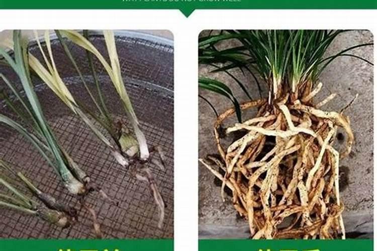 扦插苗刚长出根可以施肥吗