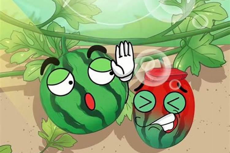 在线等,西瓜用什么肥料