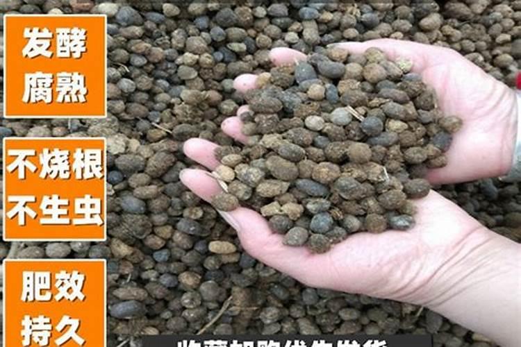 一颗萝卜施肥多少克合适？