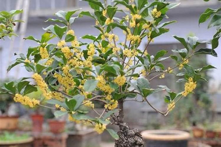 盆栽桂花用什么肥料