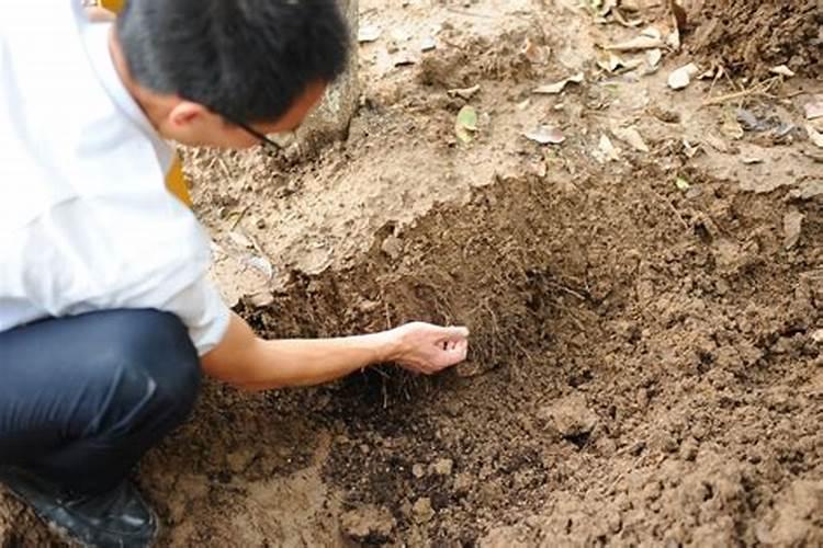 辣椒粉生根粉有什么肥料相对？
