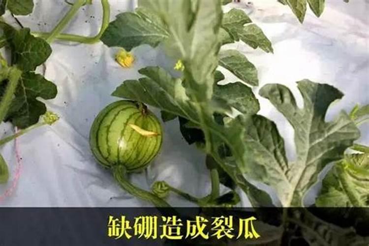 西瓜碗大期