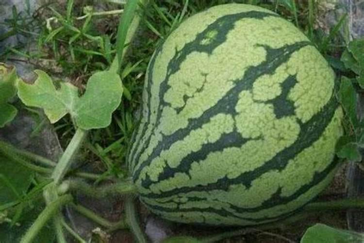 西瓜施什么肥料最甜