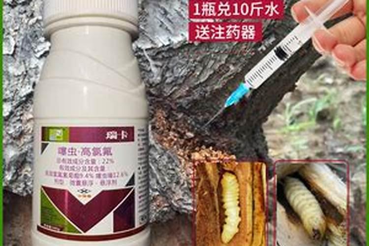 无花果到收成期间开始干枯有什么解决办法？