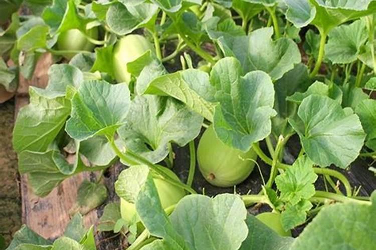 苹果树用什么肥料好