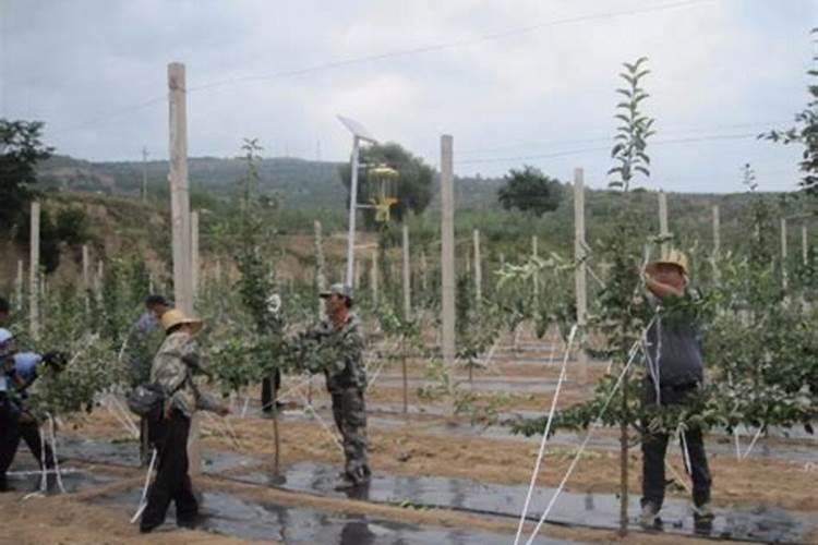 南洋杉什么季节换盆最好