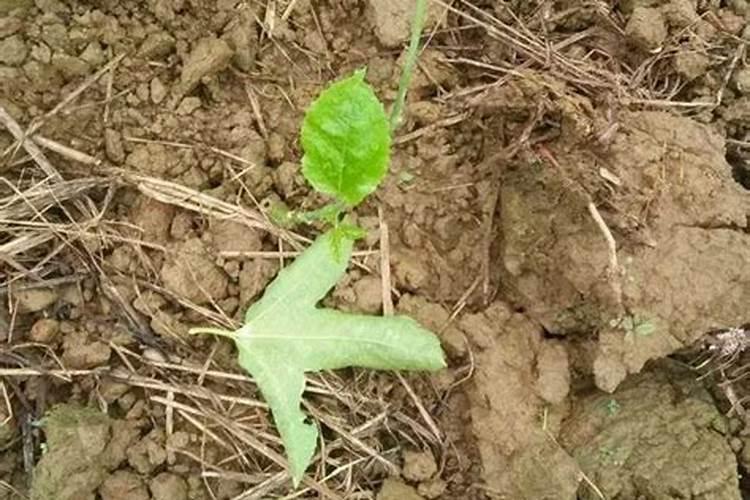 茄子怎么移栽和施肥 茄子移栽和施肥方法