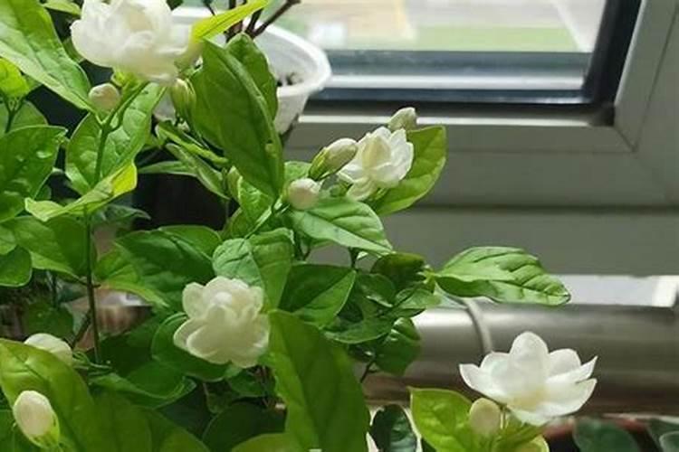 茉莉开花需要什么肥
