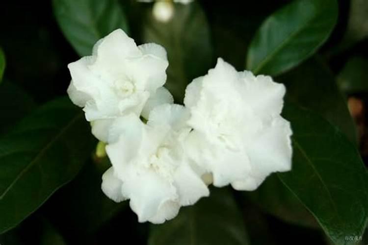 玫瑰花叶子上长出黑色的斑点怎么办
