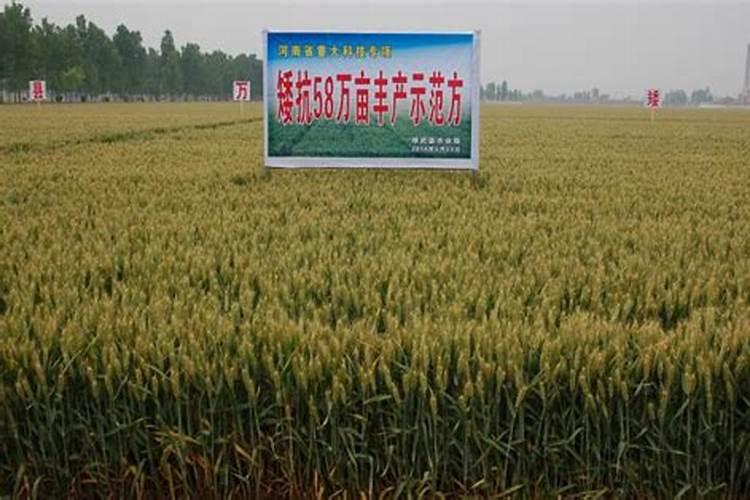 小麦打芸苔素好吗