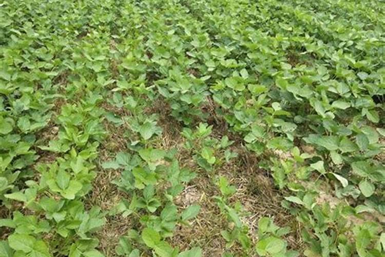 种植黄豆为什么底肥不能施得太多了？难道黄豆喜欢贫瘠之地吗？