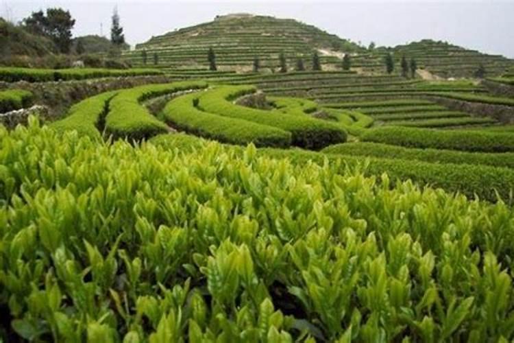 新栽的茶苗应该怎样正确施肥呀