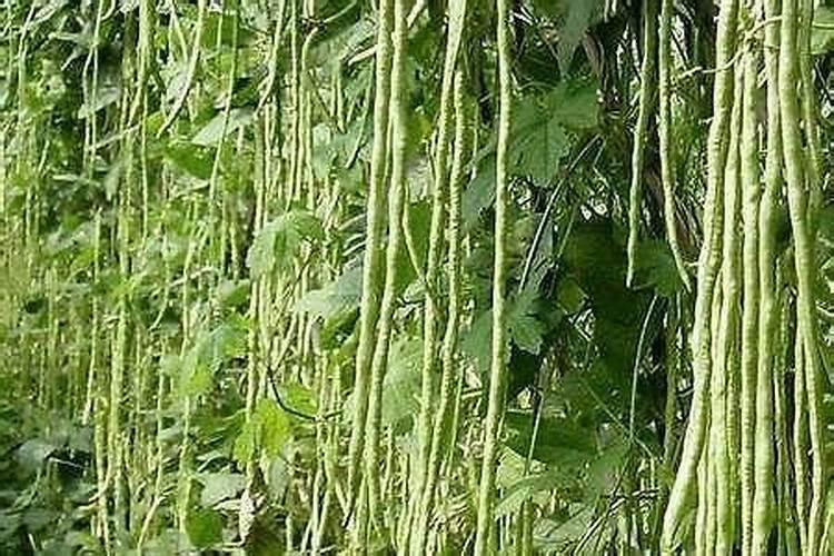 豆角常见病虫害有哪些？怎样进行防治？