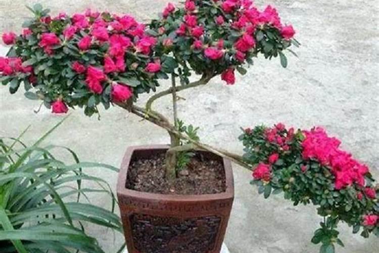 室内盆栽木槿花苞变黄,未开花就萎焉容易掉落是什么原因？