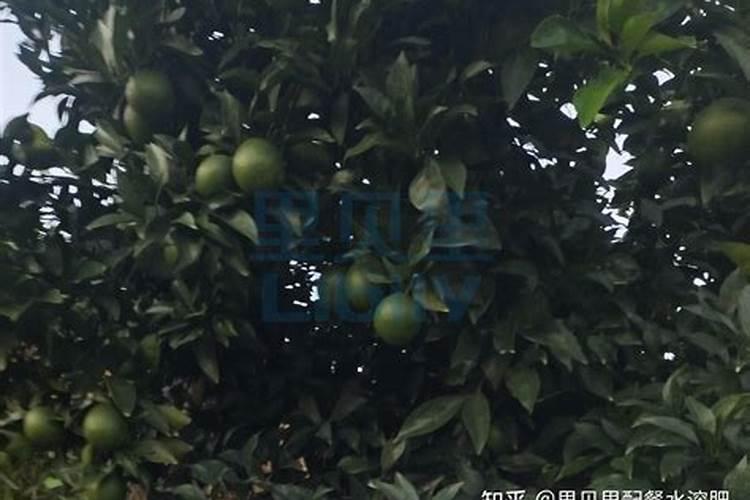 羊奶橘子树怎么养
