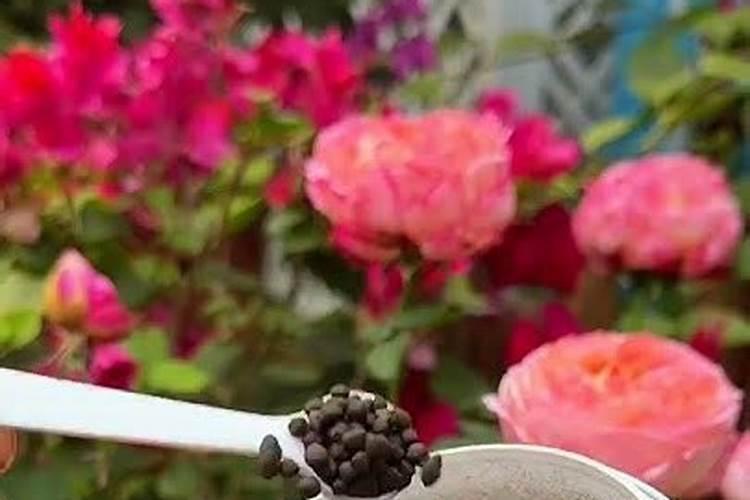 什么肥料可以给花施肥  适合各种花卉的肥料