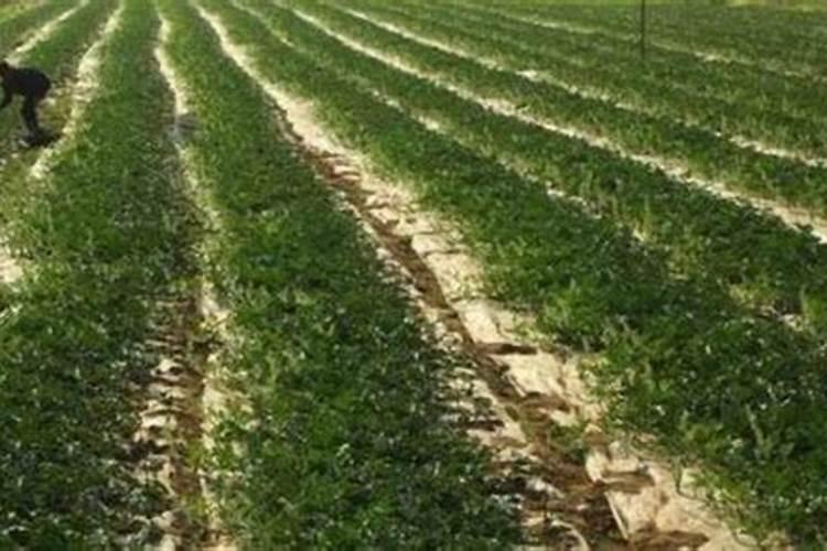 无花果掉果的原因怎样解决