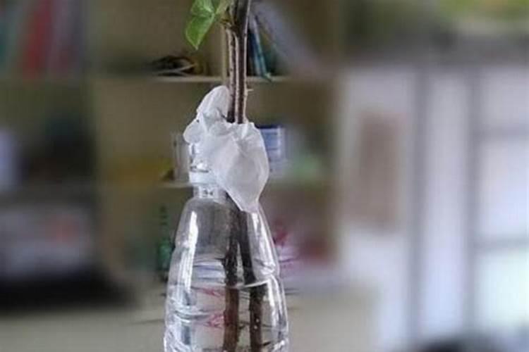 三角梅不开花怎么办？