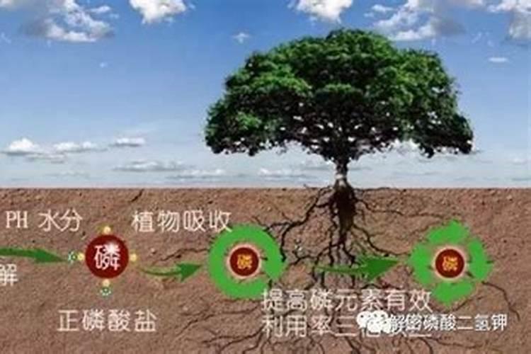 陕西商南特产:商南花生