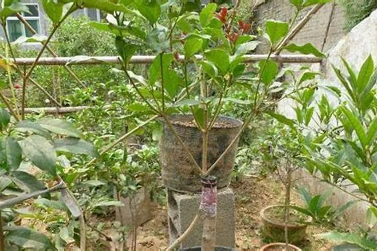 桂花叶小不长能喷施尿素吗