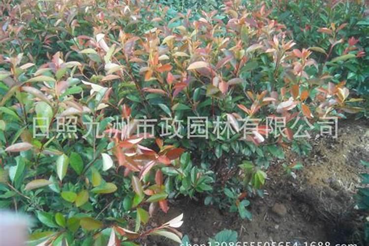 红叶石楠可以用什么叶面肥