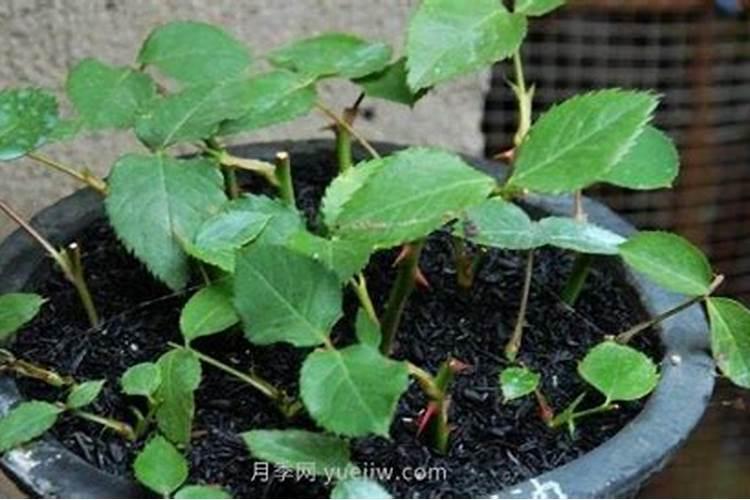 百香果开花打包后掉下