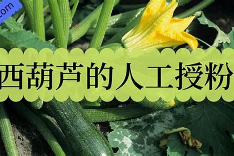 芸苔素打多了会怎么样 有哪些副作用