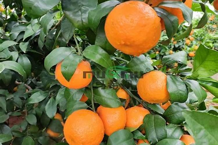 水培绿萝用什么肥料