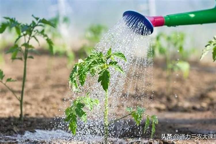 番茄提苗快要使用什么肥料见效快