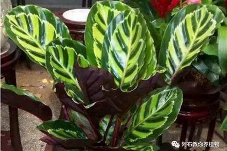 魅力之星竹芋的栽培方法