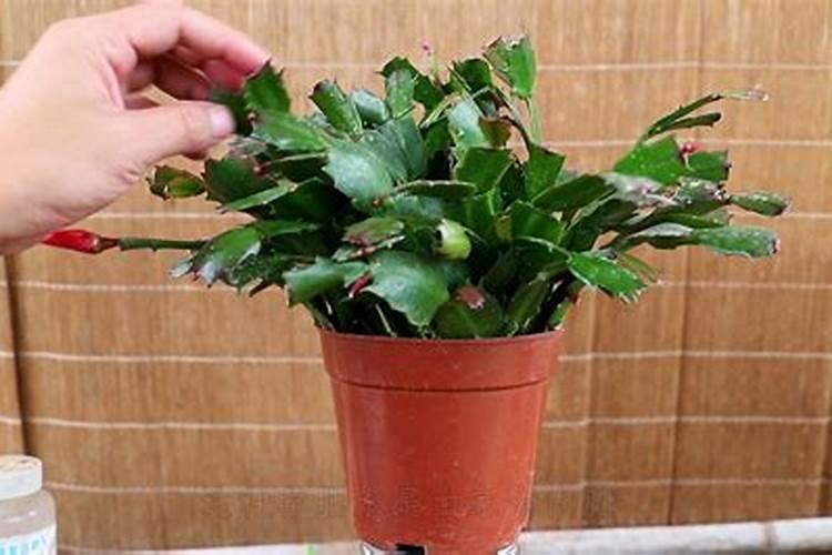 石榴花怎么养？