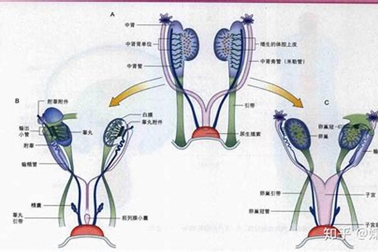 豆角开花了需要追肥吗(长豆角开始结果中施什么化肥)