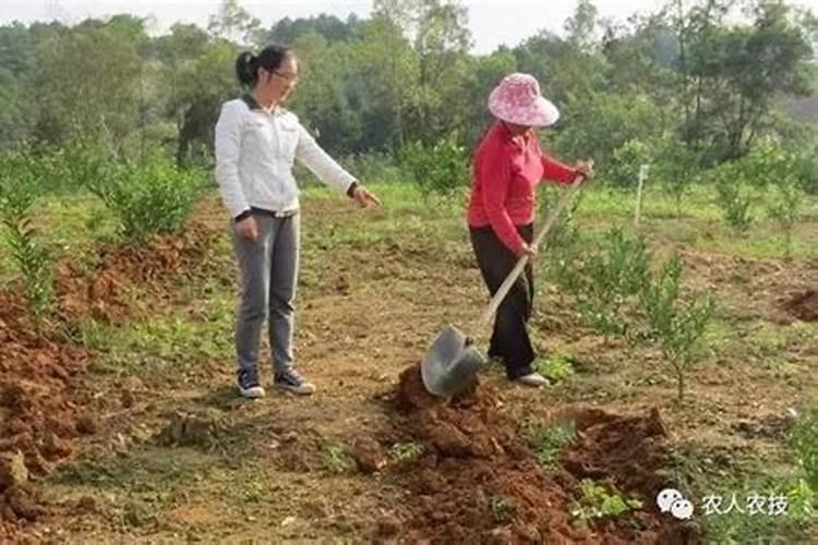 杨树什么时候施肥最好 杨树一年施肥几次