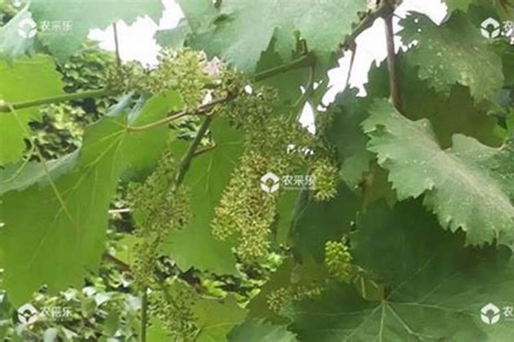 西兰花泡多久就不能吃了