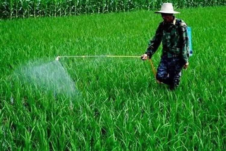 育的花菜白菜包菜苗出土后多少天可打点叶面肥？