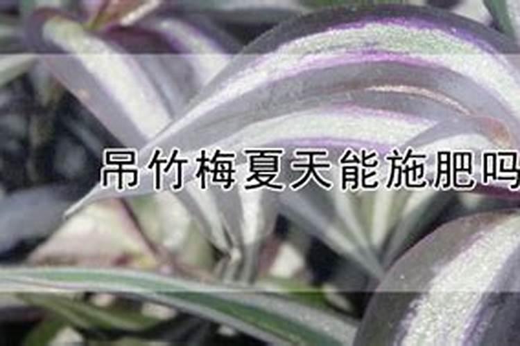 吊竹梅叶子如何变紫