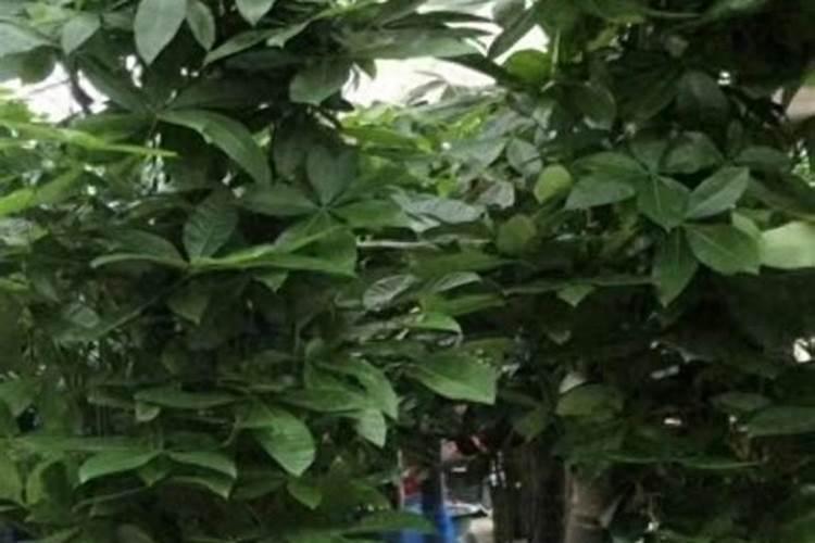 专家好,水稻后期如何进行水分管理呀？